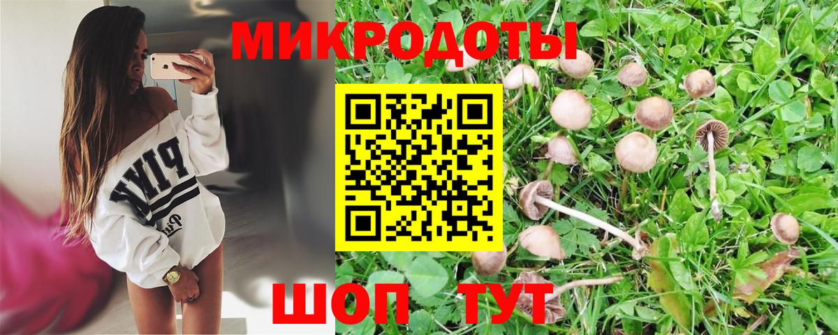 Псилоцибиновые грибы Cubensis Кандалакша